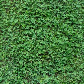    НИСКОЛИСТНА МИКРО ДЕТЕЛИНА семена 500гр