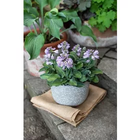  Разполага с Hosta Blue Mouse Ears