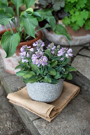  Разполага с Hosta Blue Mouse Ears