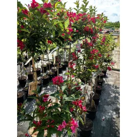   Червени храсти, разсад в съд 3-5л, 100-120 см.