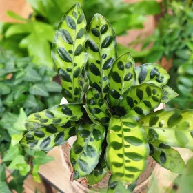  Calathea lancifolia Calathea lanceofolia размер. М