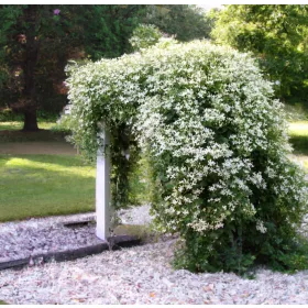  Бяла катерлива хортензия