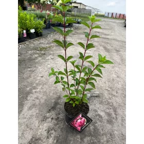    Разсад хортензия в съд 3-5 литра 30-60см