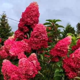  Разсад хортензия в съд 2-3л 15-70см