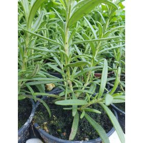    РОЗМАРИН ЗАСЕВАНЕ ЗЕЛЕНИ БИЛКИ GREENDOM ХЕРБС