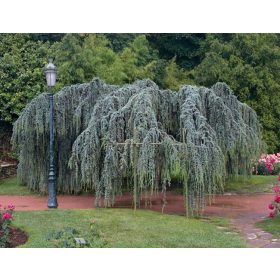  Кедър от Ливан Glauca Pendula P9 разсад