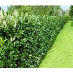    C5 ИЗТОЧНА ЧЕРЕША ЛОРЪН КАВКАЗКА 40-60 СМ.