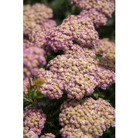    Бял равнец SKYSAIL BRIGHT PINK Ново! миниатюрен