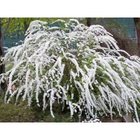    Разсад бяла ливадна сладка в съд 2-3л 60-80 см