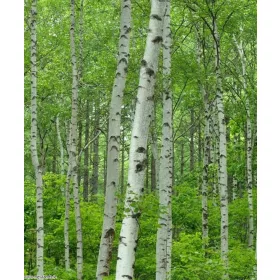  C2 ОБИКНОВЕНА ВЪЛЧА БРЕЗА 80-120 СМ.