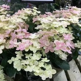    Бели, червени, розови хортензии, разсад в съд 2-3л, 10-15 см.