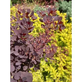  Лила, сорт джудже