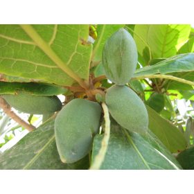    КЕТАПАНГ БАДЕМ ЗА АКВАРИУМНИ ПРЕСНИ СЕМЕНА