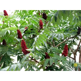    Оцетна смрадлика КРАСИВИ листа ПРЕЗ ЕСЕН разсад