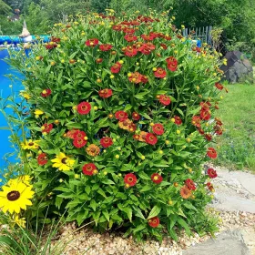    Есенен бръмбар SIESTA разсад - дълго цъфтящи многогодишни растения през лятото и есента