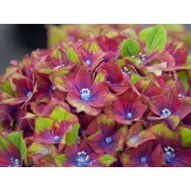    Разсад хортензия в 2-3 литров съд 20-30см