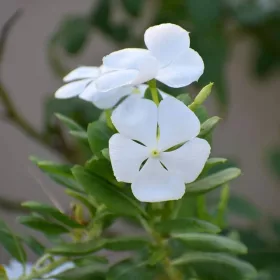    Обикновена зеленика Голяма бяла многогодишна разсад