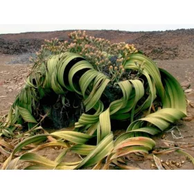  ВЕЛВИЧИЯ (WELWITSCHIA MIRABILIS) 1 СЕМЕНА
