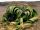  ВЕЛВИЧИЯ (WELWITSCHIA MIRABILIS) 1 СЕМЕНА