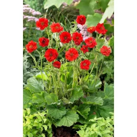  FEUERBALL червен куклик Разсад 2л