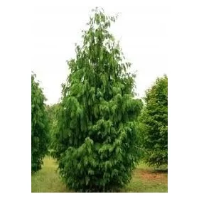  Nutka Cypress Pendula Разсад в саксия
