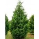  Nutka Cypress Pendula Разсад в саксия