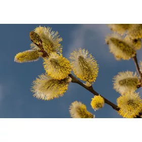    Разсад жълта върба в съд 2-3л 160-180см