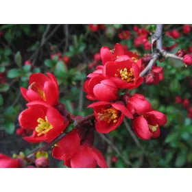    P9 ЯПОНСКА ДЮЛЯ ПЛОДОВЕ БОГАТИ НА ВИТАМИН С