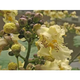    C5 ЖЪЛТОЦВЕТНА КАТАЛПА КАТАЛПА 130-150 СМ.