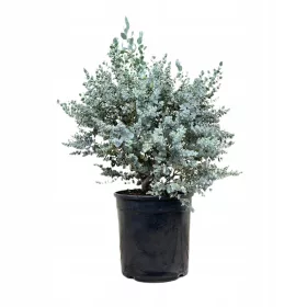    Син евкалипт, 4-годишен XL разсад, саксия 7 литра