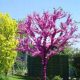  P11 КАНАДСКА ЮДА CERCIS CANADENSIS