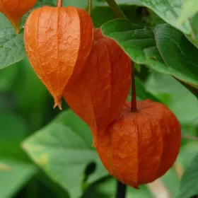    ИЗЛОЖЕНА ФИЗИКА ЧЕРВЕНИ ФЕНЕРИ | В САКСИЯ