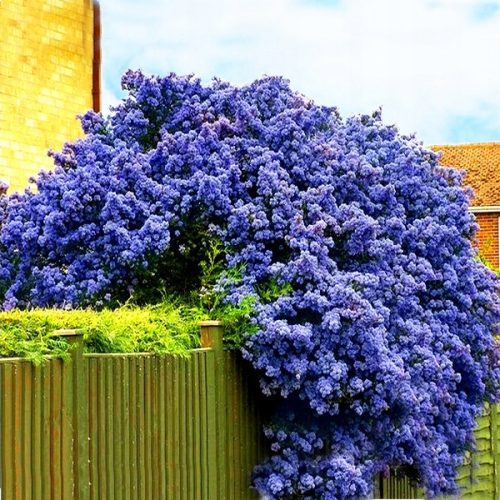  ПРУШЕР ВИКТОРИЯ ~WINTER GREEN, BLUE ПРУШЕР - Височина 40-50см