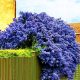  ПРУШЕР ВИКТОРИЯ ~WINTER GREEN, BLUE ПРУШЕР - Височина 40-50см
