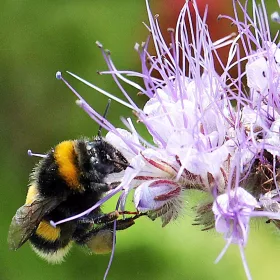    МАЯ ПОПЛОН растителна смес семена 1000гр