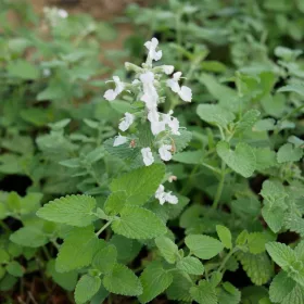  Catnip Faassena White Flowers Голям разсад