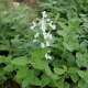  Catnip Faassena White Flowers Голям разсад