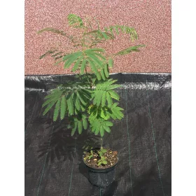    Албиция копринена Albizia Rosea 50-80cm ГОЛЯМА