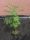  Албиция копринена Albizia Rosea 50-80cm ГОЛЯМА