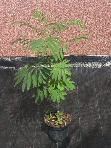  Албиция копринена Albizia Rosea 50-80cm ГОЛЯМА