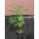  Албиция копринена Albizia Rosea 50-80cm ГОЛЯМА