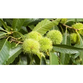  P9 EDITORIAL КЕСТЕН CASTANE SATIVA 120-150 СМ.