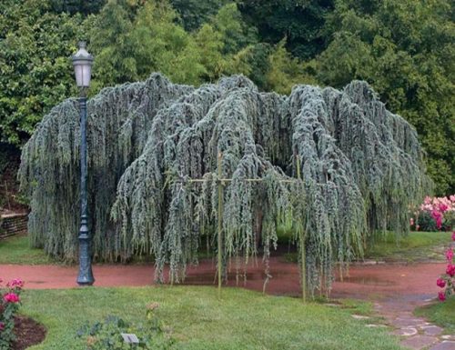  Ливански кедър Glauca Pendula 160-180см 4л