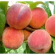  REDHAVEN праскови и нектарини, разсад на гол корен, 130-150 см