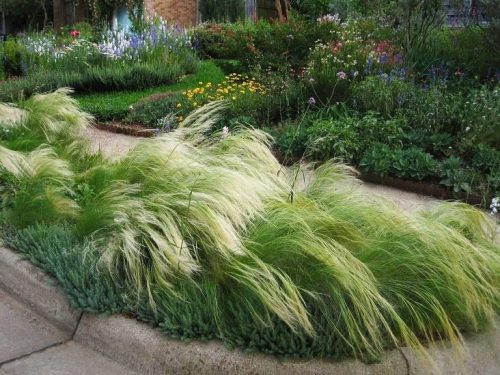  PONY TAILS GRASS - ОПАКОВКА СЕМЕНА ОТ 5 БР