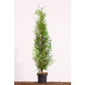    40 бр. Полска Туя Брабант в саксия P9 + Тор