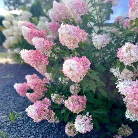    Бели, червени, пъстри, розови хортензии, разсад в съд 2-3л, 30-40 см.