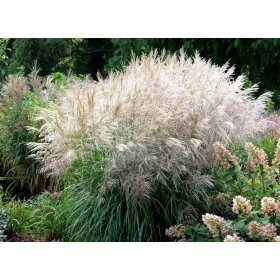  MISCANT GRASS VANILLA SKY ОПАКОВКА ОТ 5 бр