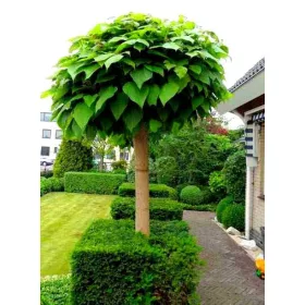    КАТАЛПА КАТАЛПА ВЪРХУ ЩЪБЕН Сферичен, ГРАПЕН, 150см