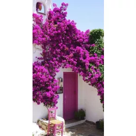    Лагерстремия без обеден ЛИЛАВ РАЗСЪВ